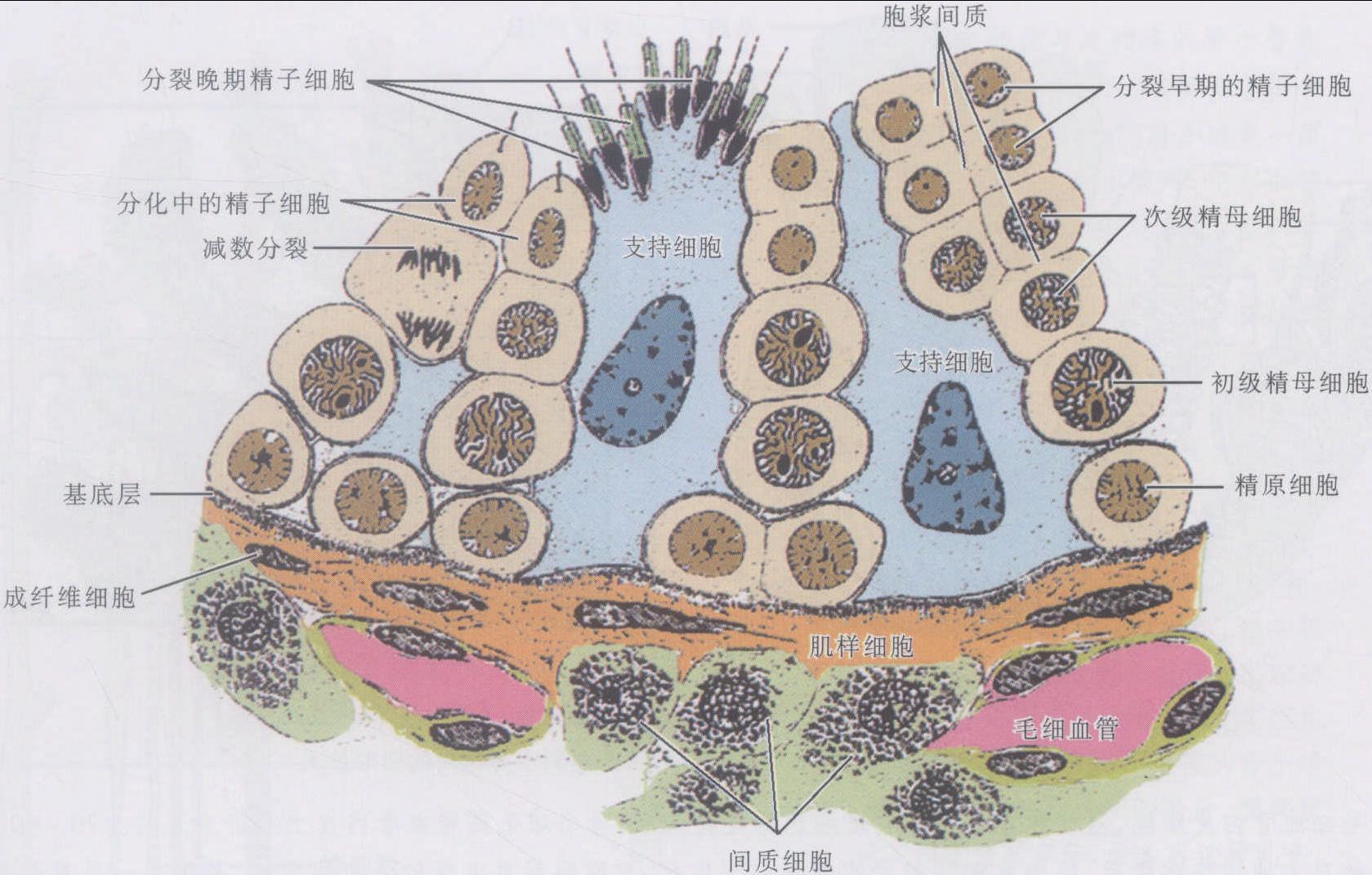 图12～8 睾丸网(光镜结构)-基础医学-医学
